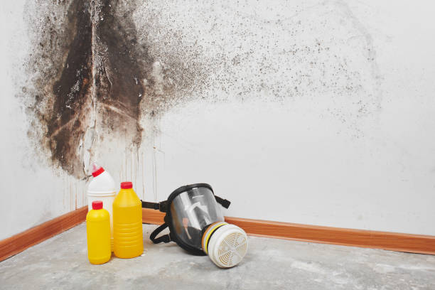 Best Professional Mold Removal  in Valley City, ND
