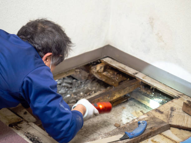 Best Office Mold Removal Services  in Valley City, ND