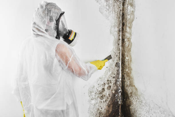 Best Attic Mold Removal  in Valley City, ND