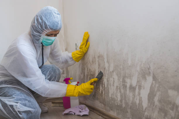 Best Residential Mold Removal  in Valley City, ND