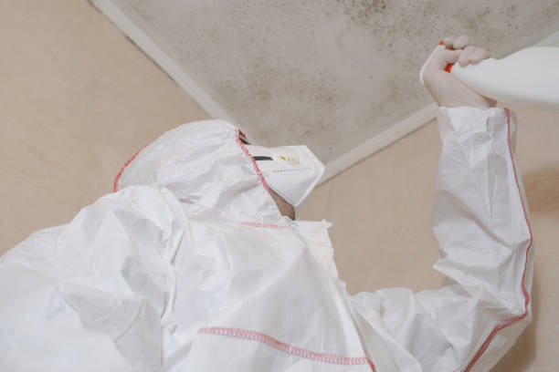 Best Local Mold Removal Service  in Valley City, ND