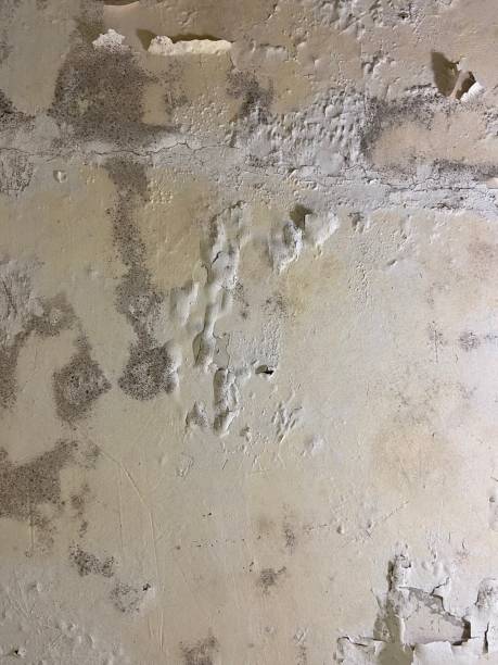 Best Commercial Mold Removal  in Valley City, ND
