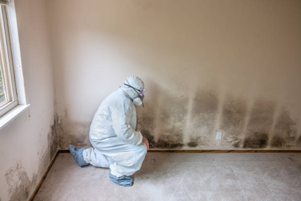 Best Professional Mold Removal  in Valley City, ND