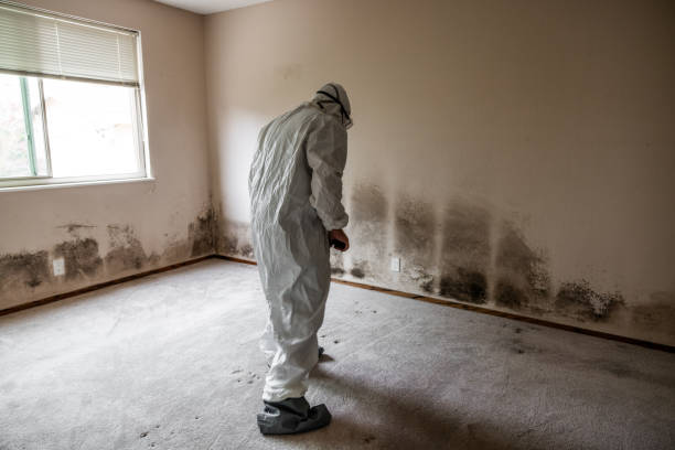 Best Mold Removal Company Near Me  in Valley City, ND
