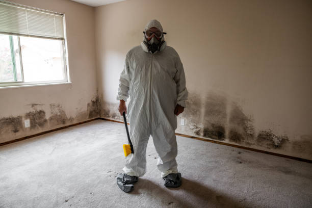 Best Black Mold Removal  in Valley City, ND