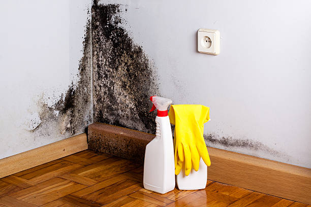 Certified Mold Removal in Valley City, ND