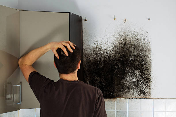 Best Mold Damage Repair  in Valley City, ND