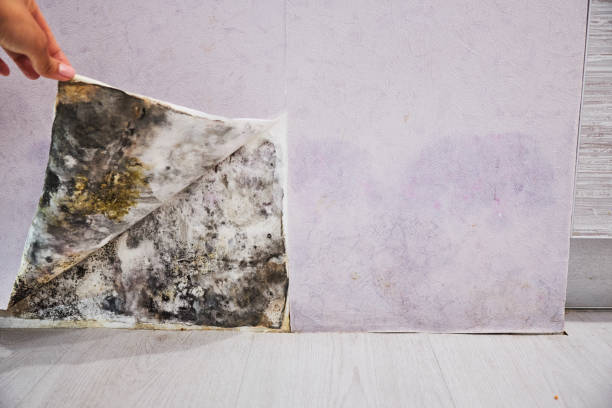 Best Best Mold Removal Companies  in Valley City, ND